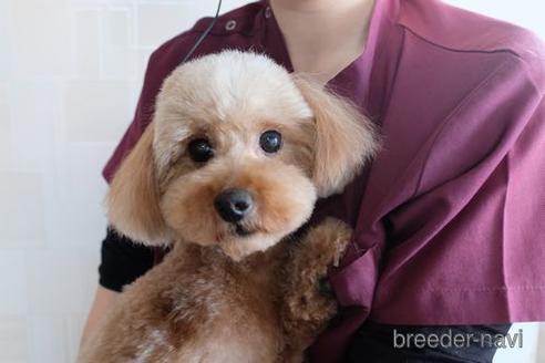 成約済の滋賀県のトイプードル-161083の1枚目