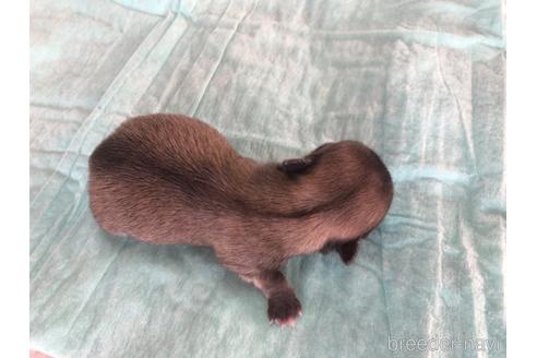 成約済の愛知県のチワワ(ロングコート)-161117の7枚目