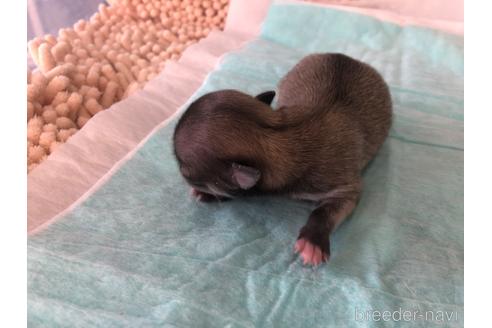 成約済の愛知県のチワワ(ロングコート)-161117の8枚目