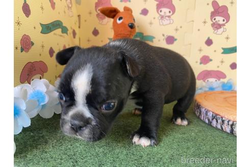 成約済の栃木県のミックス犬-159215の7枚目