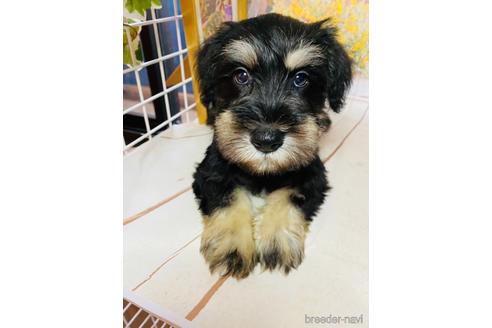 成約済の群馬県のミニチュアシュナウザー-161164の3枚目