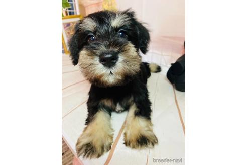 成約済の群馬県のミニチュアシュナウザー-161164の4枚目