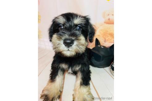 成約済の群馬県のミニチュアシュナウザー-161164の2枚目