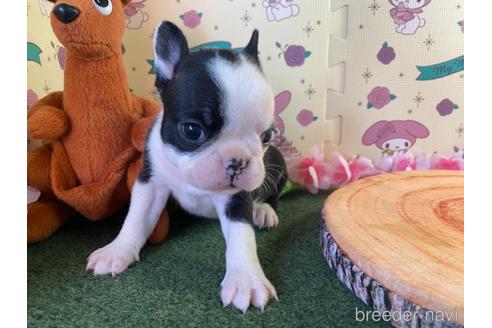 成約済の栃木県のミックス犬-159224の9枚目