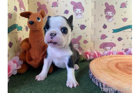 成約済の栃木県のミックス犬-159224の7枚目