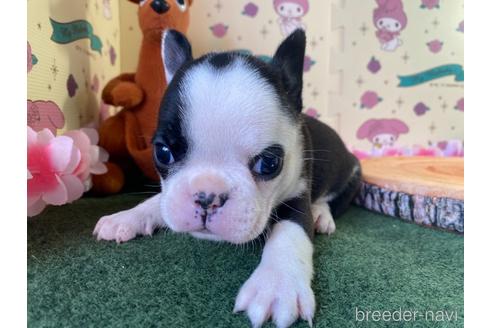 成約済の栃木県のミックス犬-159224の4枚目