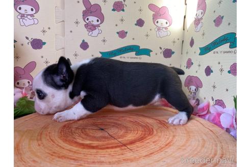 成約済の栃木県のミックス犬-159224の5枚目