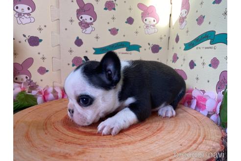 成約済の栃木県のミックス犬-159224の6枚目