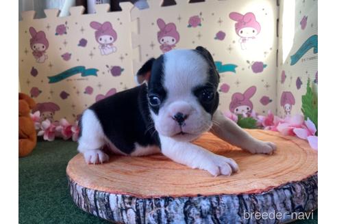 成約済の栃木県のミックス犬-159222の4枚目