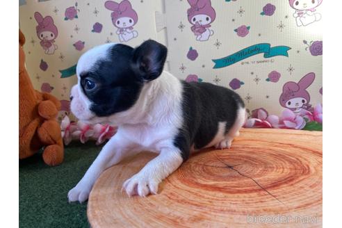 成約済の栃木県のミックス犬-159222の3枚目