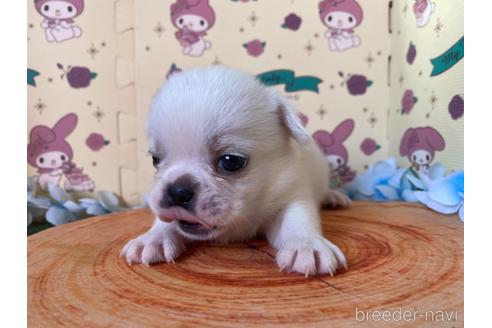 成約済の栃木県のミックス犬-161168の5枚目