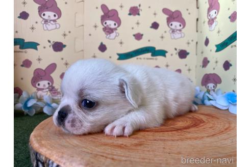 成約済の栃木県のミックス犬-161168の6枚目