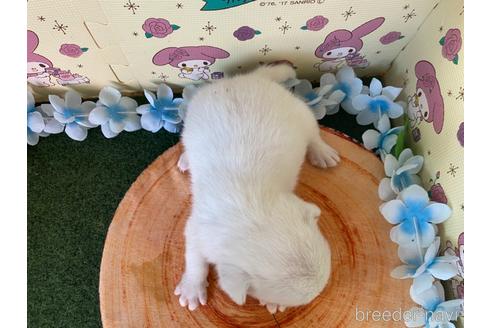 成約済の栃木県のミックス犬-161168の3枚目