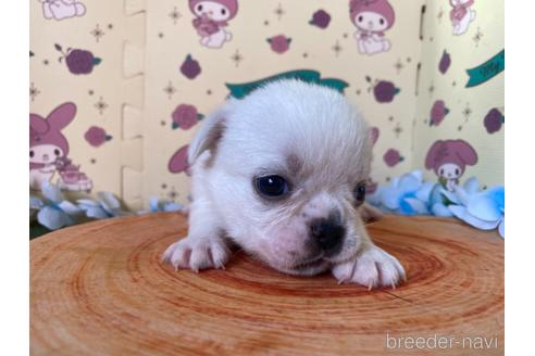 成約済の栃木県のミックス犬-161168の2枚目