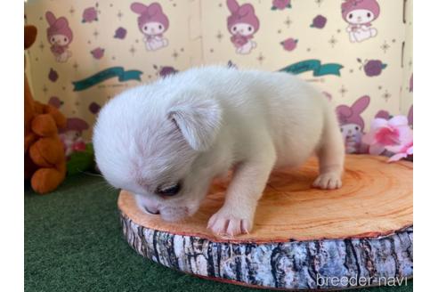 成約済の栃木県のミックス犬-161169の5枚目