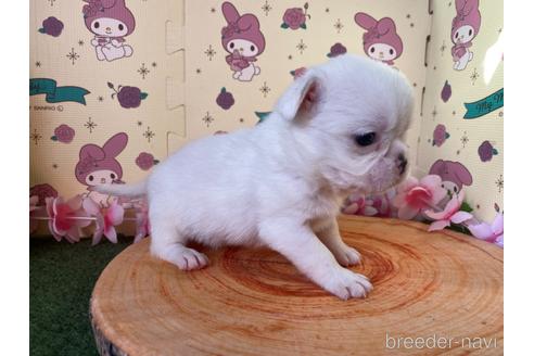 成約済の栃木県のミックス犬-161169の6枚目