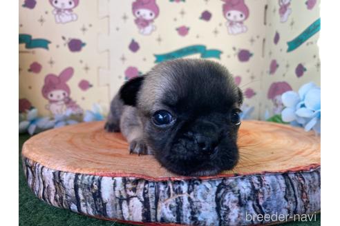 成約済の栃木県のミックス犬-161171の2枚目