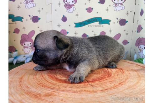 成約済の栃木県のミックス犬-161171の3枚目