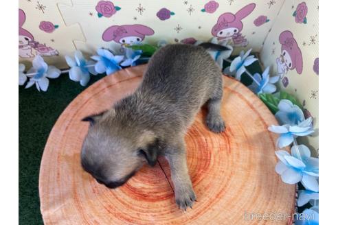 成約済の栃木県のミックス犬-161171の7枚目