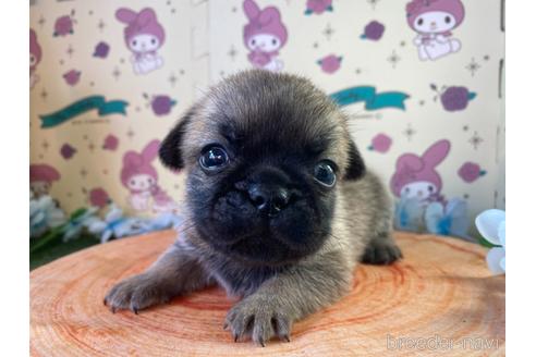 成約済の栃木県のミックス犬-161172の3枚目