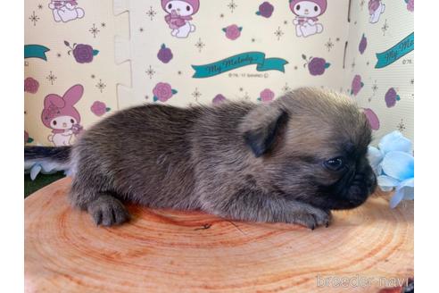 成約済の栃木県のミックス犬-161172の4枚目