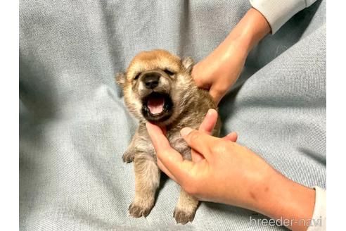 成約済の奈良県の豆柴-161175の2枚目