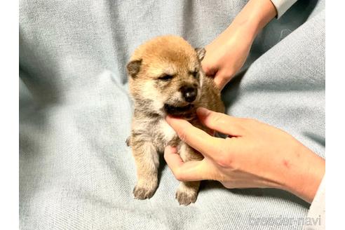 成約済の奈良県の豆柴-161175の3枚目