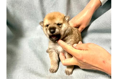 成約済の奈良県の豆柴-161175の4枚目