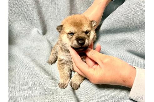 成約済の奈良県の豆柴-161175の1枚目