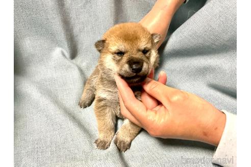 成約済の奈良県の豆柴-161175の5枚目