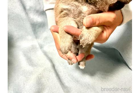 成約済の奈良県の豆柴-161177の5枚目