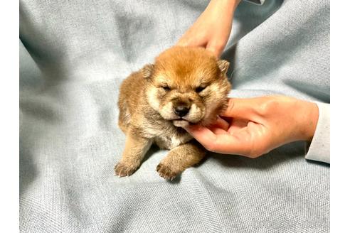 成約済の奈良県の豆柴-161177の1枚目