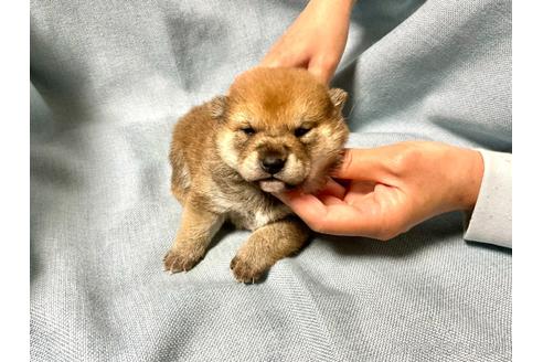 成約済の奈良県の豆柴-161177の6枚目