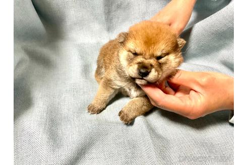 成約済の奈良県の豆柴-161177の2枚目