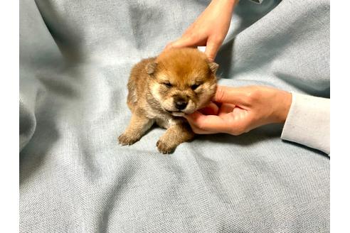 成約済の奈良県の豆柴-161177の3枚目