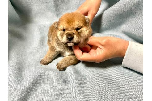 成約済の奈良県の豆柴-161177の4枚目
