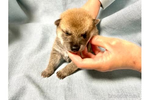 成約済の奈良県の豆柴-161178の3枚目