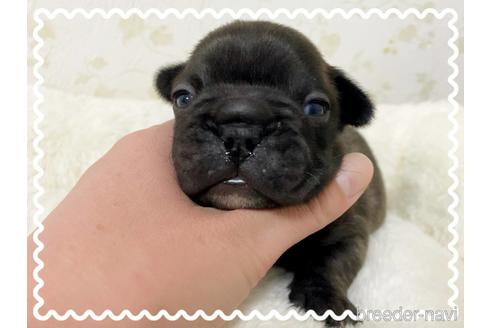 成約済の茨城県のフレンチブルドッグ-161179の15枚目