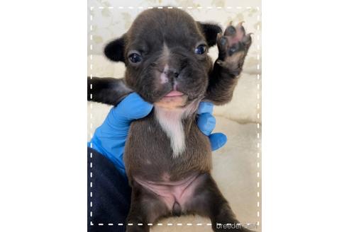 成約済の茨城県のフレンチブルドッグ-161180の36枚目