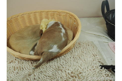 成約済の埼玉県のキャバリアキングチャールズスパニエル-159697の4枚目