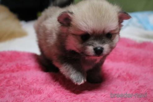 成約済の静岡県のポメラニアン-158936の5枚目