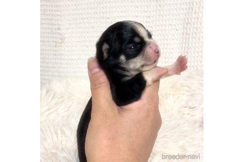 成約済の徳島県のチワワ(スムースコート)-161199の23枚目