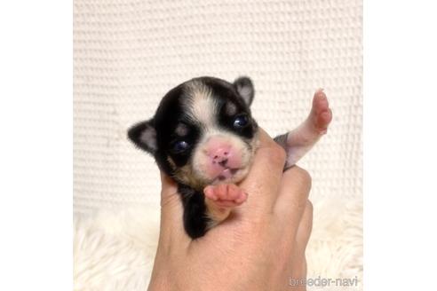 成約済の徳島県のチワワ(スムースコート)-161199の25枚目