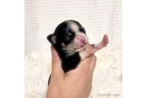 成約済の徳島県のチワワ(スムースコート)-161199の24枚目