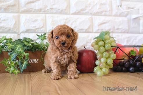 成約済の滋賀県のトイプードル-161203の1枚目