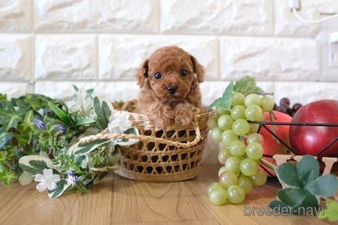 成約済の滋賀県のトイプードル-161203の6枚目