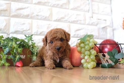 成約済の滋賀県のトイプードル-161204の1枚目