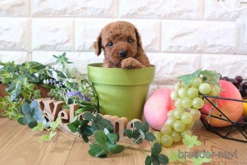 成約済の滋賀県のトイプードル-161204の7枚目