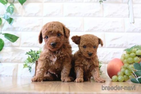 成約済の滋賀県のトイプードル-161204の4枚目