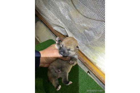 成約済の広島県の柴犬-161214の5枚目